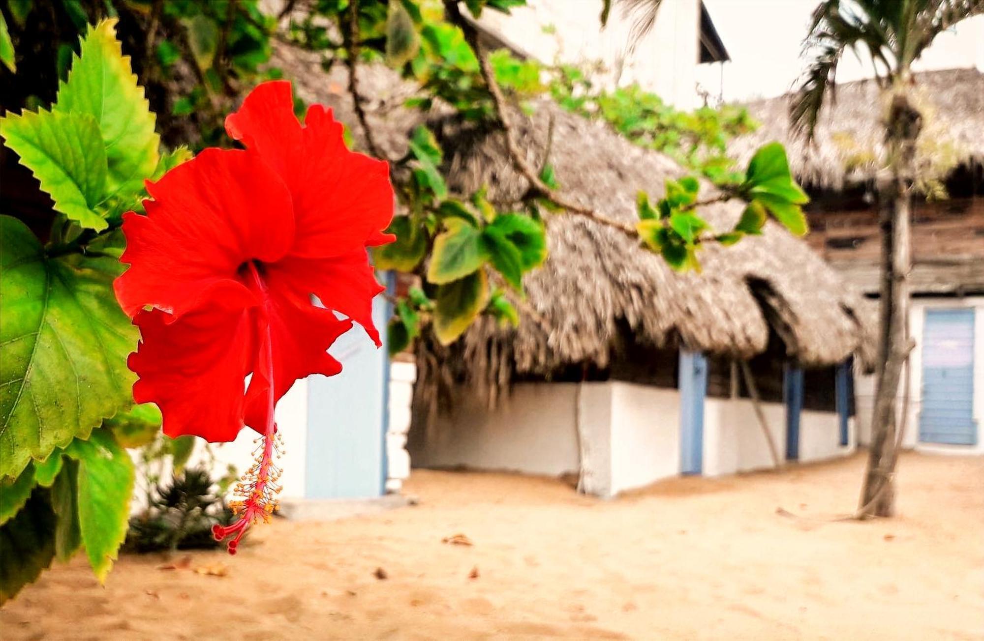 Ballelita Zipolite Exterior foto